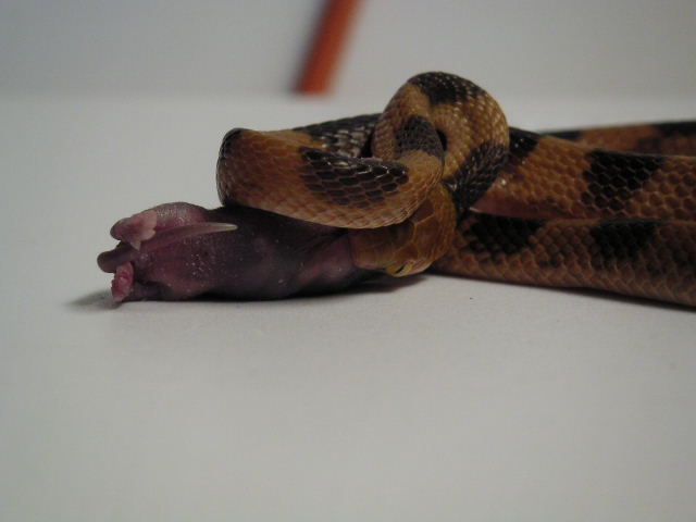 Male Eastern Tiger Eating