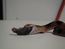 Male Eastern Tiger Eating