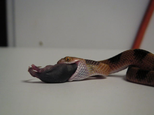 Male Eastern Tiger Eating