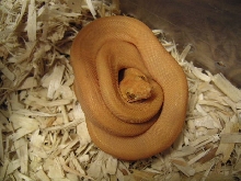 Mango Coiled