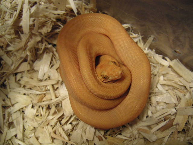 Mango Coiled