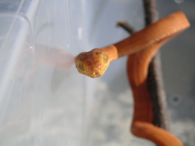 dark orange atb baby