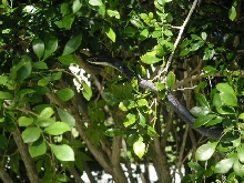 Florida Black Racer in Bush