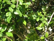 Florida Black Racer in Bush