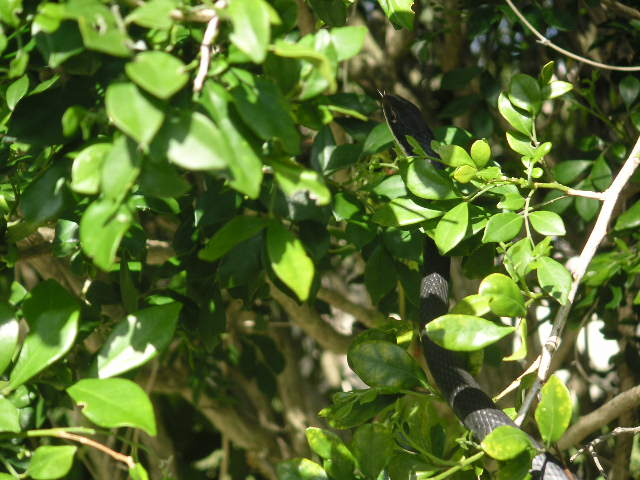 Florida Black Racer in Bush