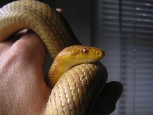 Male Yellow Rat