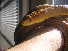 Male Yellow Rat