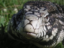 Squishy the tegu's front view