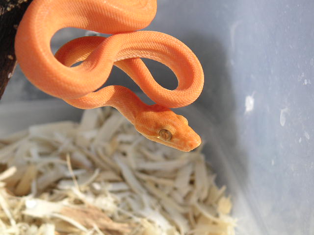 lt orange atb baby