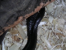 Black T. Dhara breeding