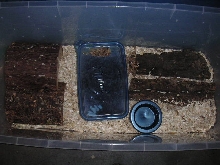 Black T. dhara eggs