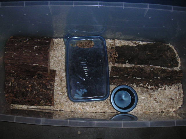 Black T. dhara eggs