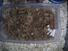 Black T. dhara eggs