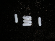 Black T. dhara eggs
