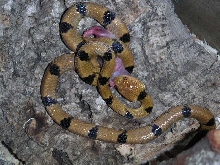 eastern tiger eating fuzzy