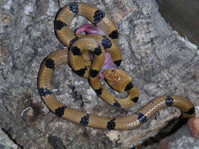eastern tiger eating fuzzy