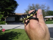 Chico - Baby tiger rat snake