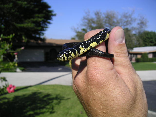 Chico - Baby tiger rat snake