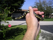 Chico - Baby tiger rat snake