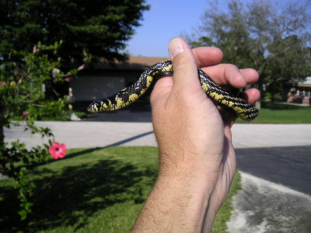 Chico - Baby tiger rat snake
