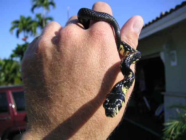 Chico - Baby tiger rat snake