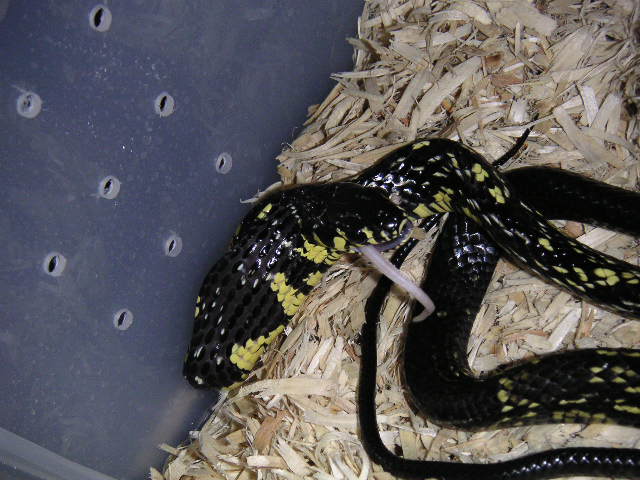 tiger rat purple mouth