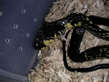 tiger rat purple mouth 2