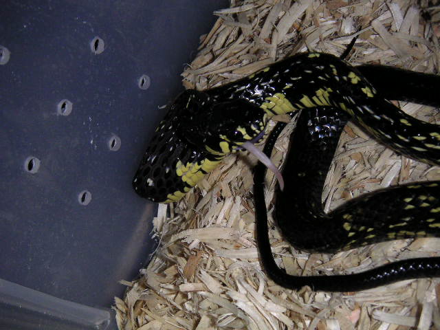 tiger rat purple mouth 2