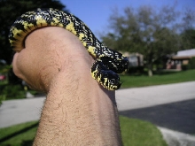 Rico - Baby tiger rat snake