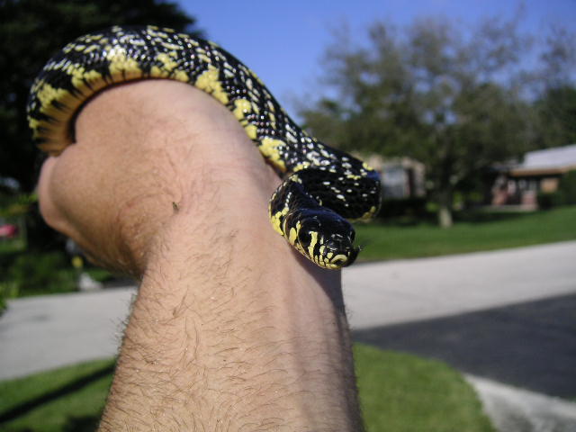 Rico - Baby tiger rat snake