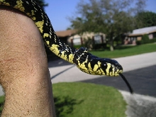 Rico - Baby tiger rat snake