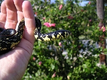 Rico - Baby tiger rat snake