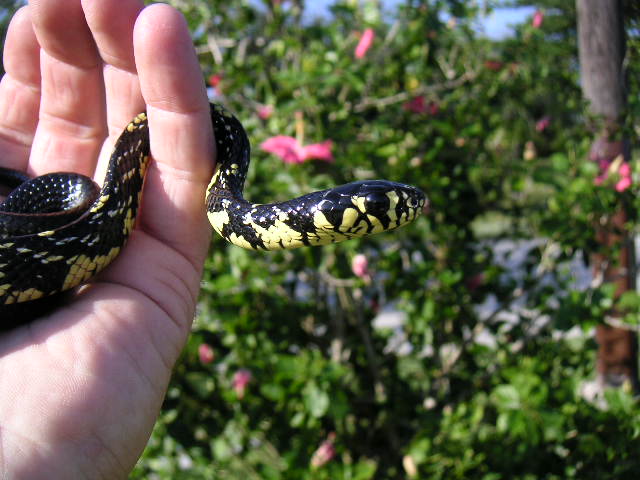 Rico - Baby tiger rat snake