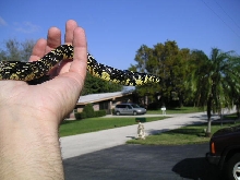 Rico - Baby tiger rat snake