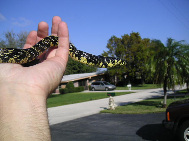 Rico - Baby tiger rat snake
