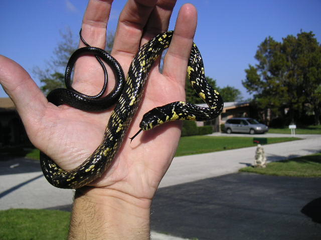 Rico - Baby tiger rat snake