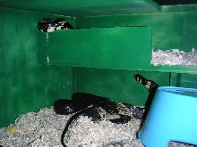 Adult Tiger Rats