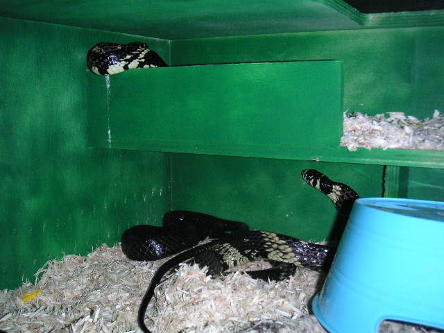 Adult Tiger Rats