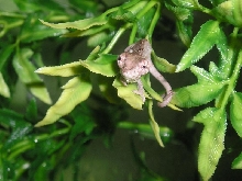 Hatchling 1