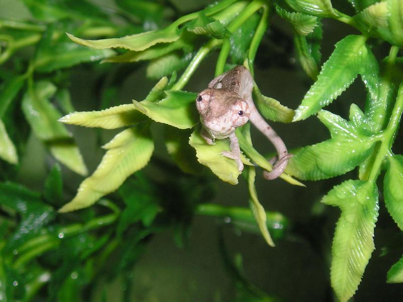 Hatchling 1