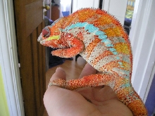 Panther