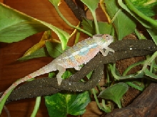 Neero 2 months old