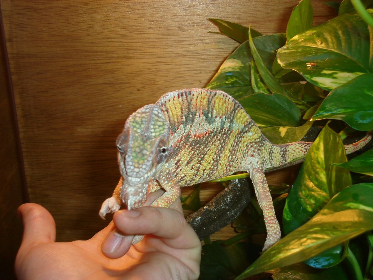 Diego Suarez
