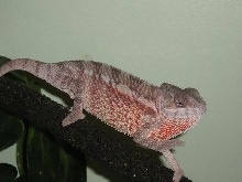 Sirius