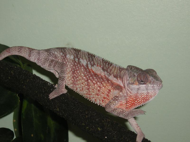 Sirius