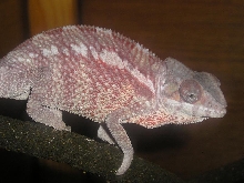 Sirius 2