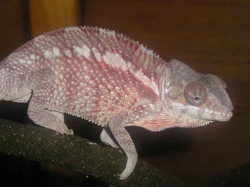 Sirius 2