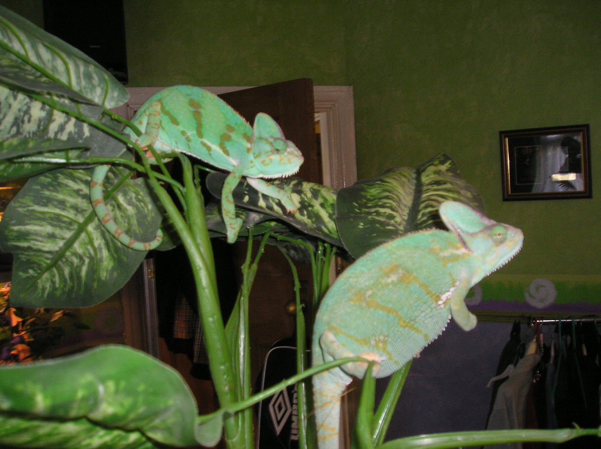 Female C.Calyptratus