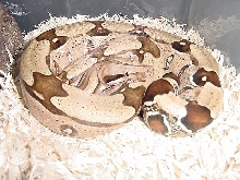 Suri