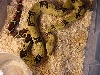 male peruvian